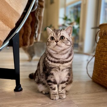 Massi Male British Shorthair