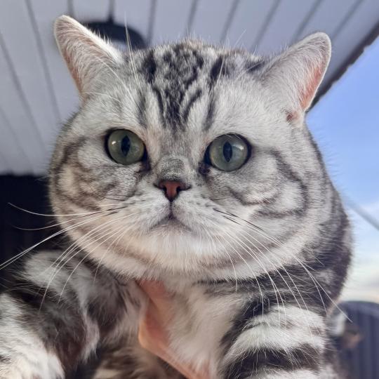 Massi Male British Shorthair