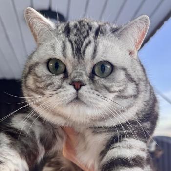 Massi Male British Shorthair