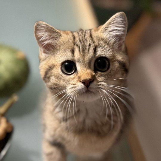 Nallebjörn Male British Shorthair