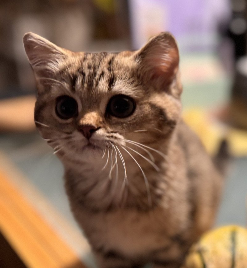 Naomi Female British Shorthair