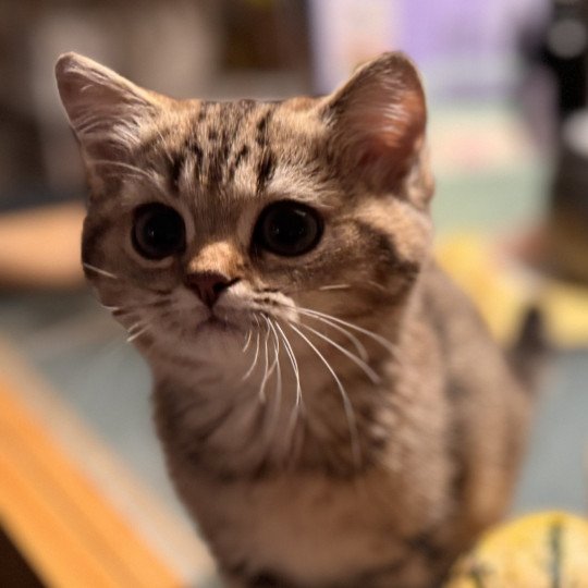 Naomi Female British Shorthair