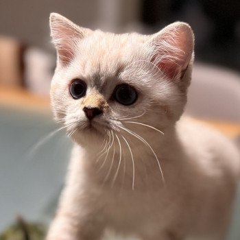 kitten British Shorthair seal golden blotched tabby point Nemo NO*Superpusen