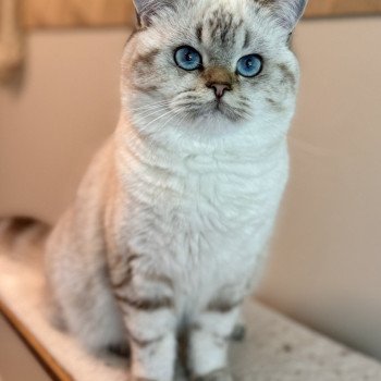 cat British Shorthair seal golden blotched tabby point Nemo NO*Superpusen cat British Shorthair seal golden blotched tabby point Nemo NO*Superpusen
