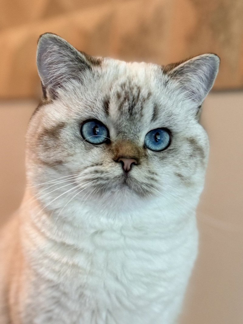 Nemo Male British Shorthair Nemo Male British Shorthair