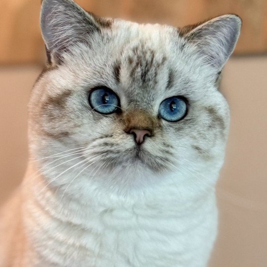 Nemo Male British Shorthair