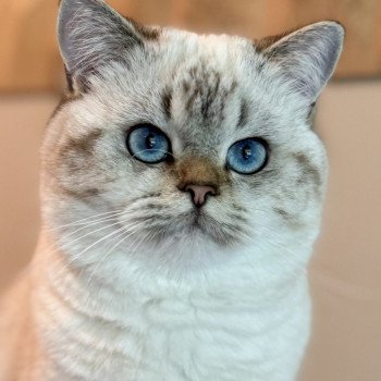 Nemo Male British Shorthair