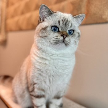 cat British Shorthair seal golden blotched tabby point Nemo NO*Superpusen cat British Shorthair seal golden blotched tabby point Nemo NO*Superpusen