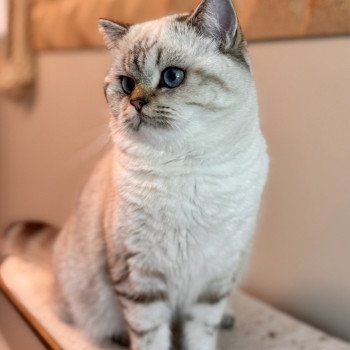 cat British Shorthair seal golden blotched tabby point Nemo NO*Superpusen cat British Shorthair seal golden blotched tabby point Nemo NO*Superpusen