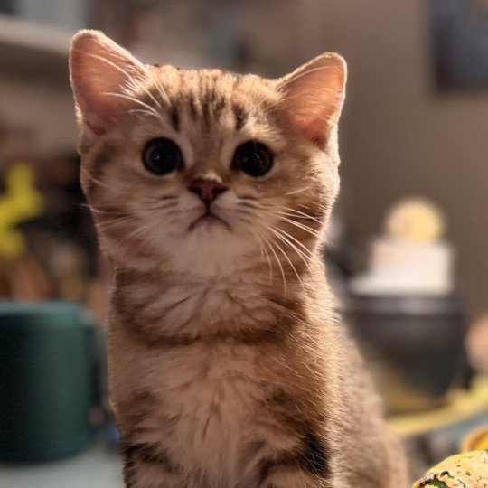 Nöel Male British Shorthair