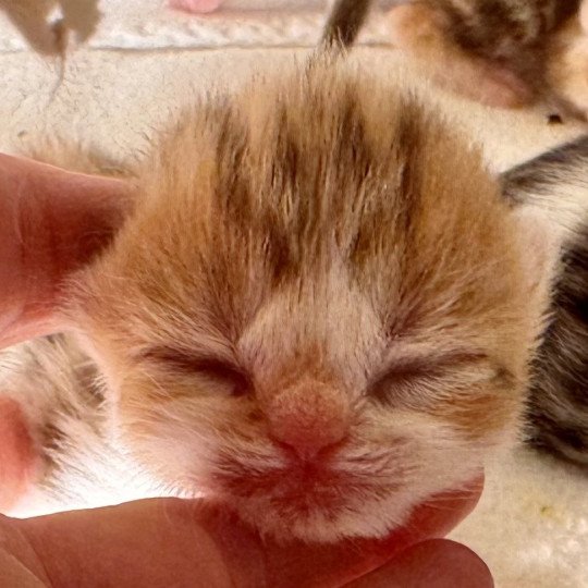 Ojiie Female British Shorthair