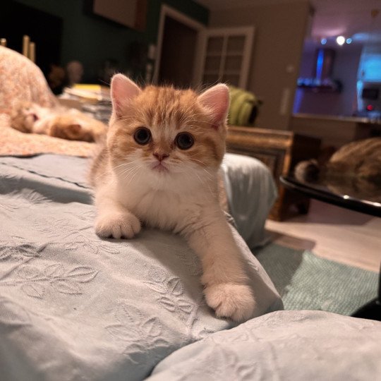 Ojiie Female British Shorthair