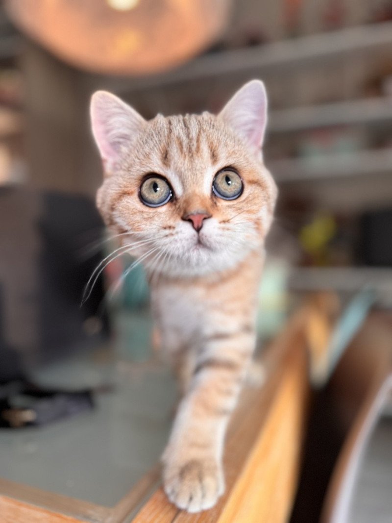 Oolek Male British Shorthair