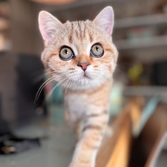 Oolek Male British Shorthair