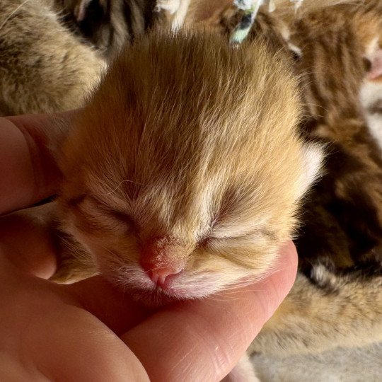 Orijene Female British Shorthair