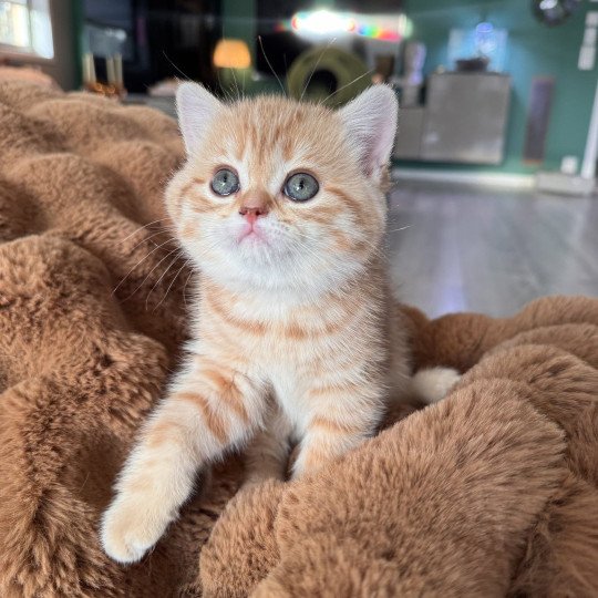 Orijene Female British Shorthair