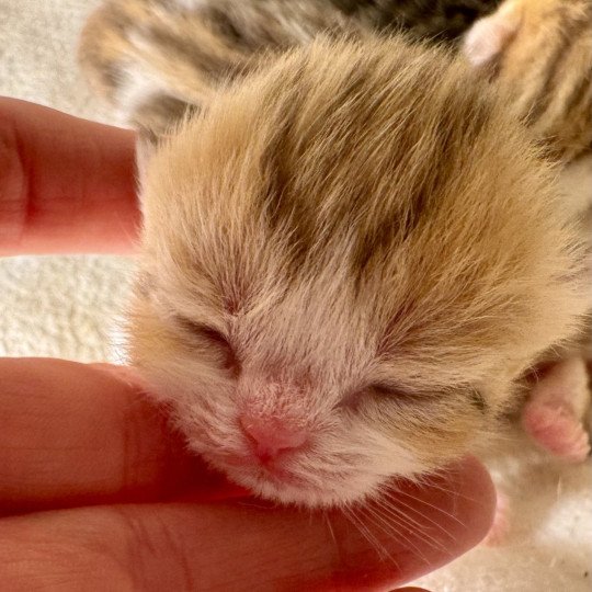 Onyx Female British Shorthair