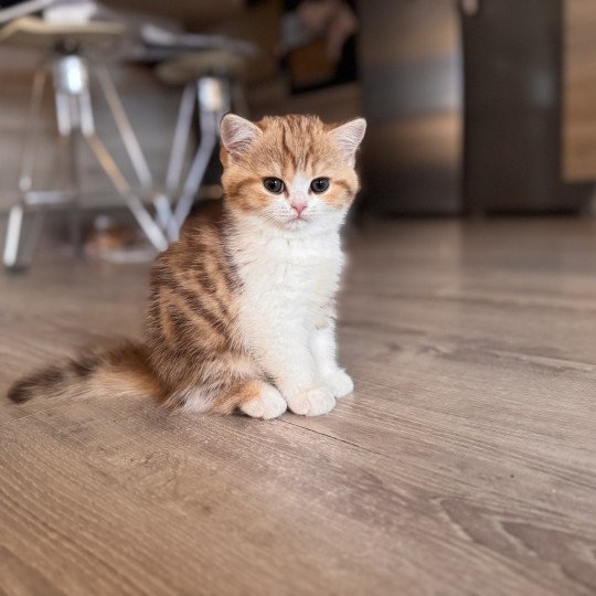 Onyx Female British Shorthair