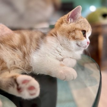 kitten British Shorthair chocolate golden blotched tabby bicolor Onyx NO*Superpusen kitten British Shorthair chocolate golden blotched tabby bicolor Onyx NO*Superpusen