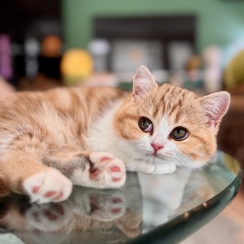 kitten British Shorthair chocolate golden blotched tabby bicolor Onyx NO*Superpusen kitten British Shorthair chocolate golden blotched tabby bicolor Onyx NO*Superpusen