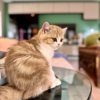 kitten British Shorthair chocolate golden blotched tabby bicolor Onyx NO*Superpusen kitten British Shorthair chocolate golden blotched tabby bicolor Onyx NO*Superpusen