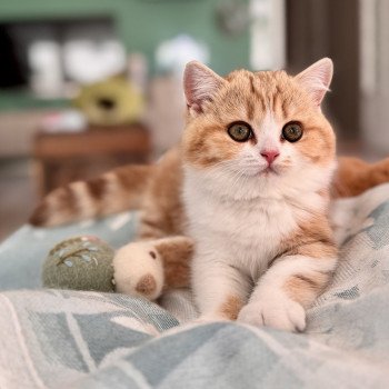kitten British Shorthair chocolate golden blotched tabby bicolor Onyx NO*Superpusen kitten British Shorthair chocolate golden blotched tabby bicolor Onyx NO*Superpusen