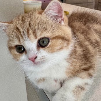 kitten British Shorthair chocolate golden blotched tabby bicolor Onyx NO*Superpusen kitten British Shorthair chocolate golden blotched tabby bicolor Onyx NO*Superpusen
