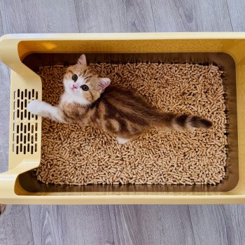 kitten British Shorthair chocolate golden blotched tabby bicolor Onyx NO*Superpusen kitten British Shorthair chocolate golden blotched tabby bicolor Onyx NO*Superpusen