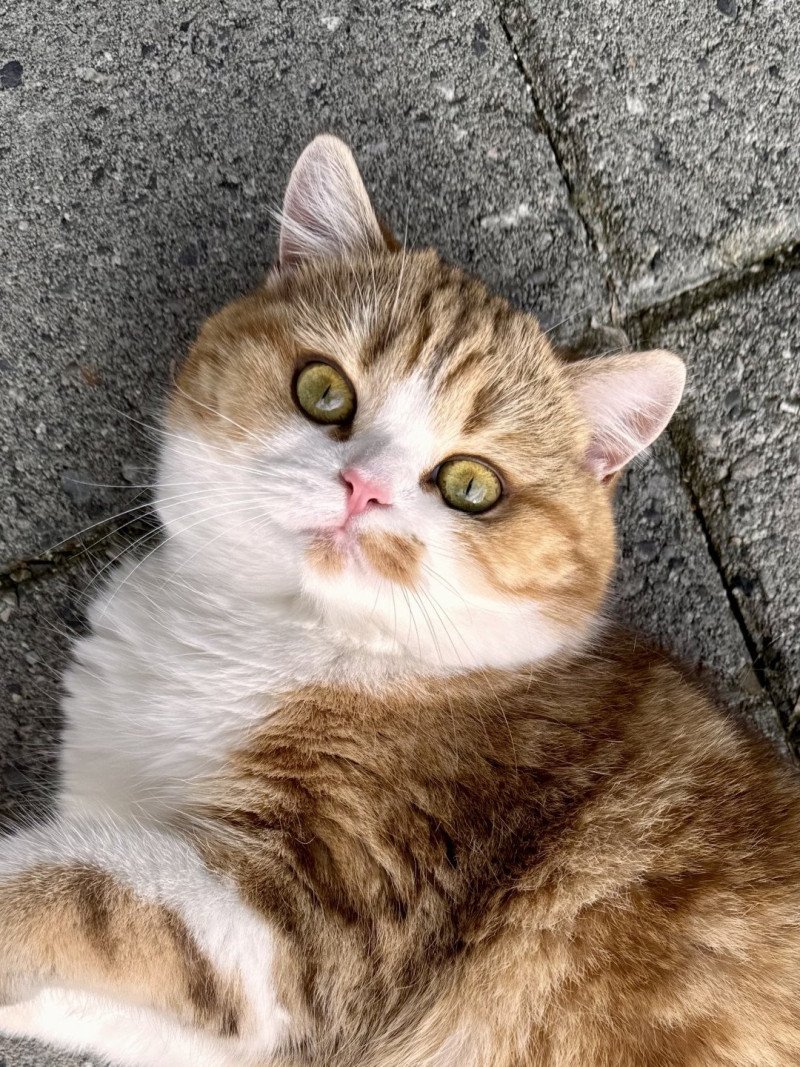 Onyx Female British Shorthair Onyx Female British Shorthair