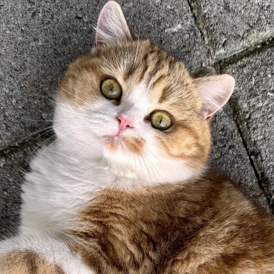 Onyx Female British Shorthair