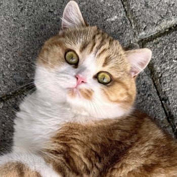 Onyx Female British Shorthair