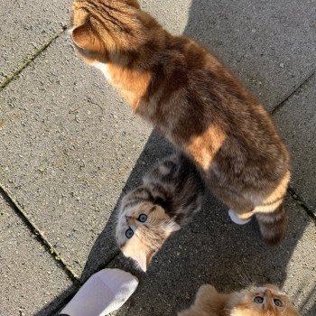 cat British Shorthair chocolate golden blotched tabby bicolor Onyx NO*Superpusen cat British Shorthair chocolate golden blotched tabby bicolor Onyx NO*Superpusen