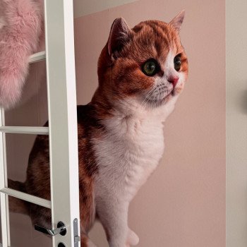 cat British Shorthair chocolate golden blotched tabby bicolor Onyx NO*Superpusen cat British Shorthair chocolate golden blotched tabby bicolor Onyx NO*Superpusen
