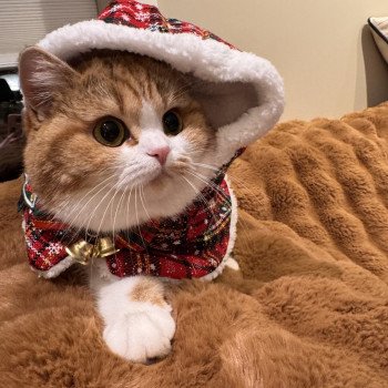 cat British Shorthair chocolate golden blotched tabby bicolor Onyx NO*Superpusen