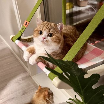 cat British Shorthair chocolate golden blotched tabby bicolor Onyx NO*Superpusen