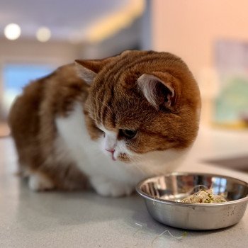 cat British Shorthair chocolate golden blotched tabby bicolor Onyx NO*Superpusen