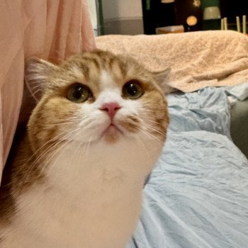 cat British Shorthair chocolate golden blotched tabby bicolor Onyx NO*Superpusen