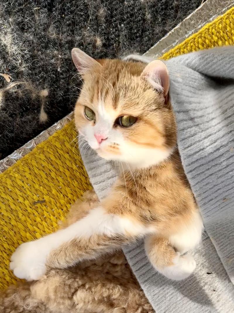 Onyx Female British Shorthair