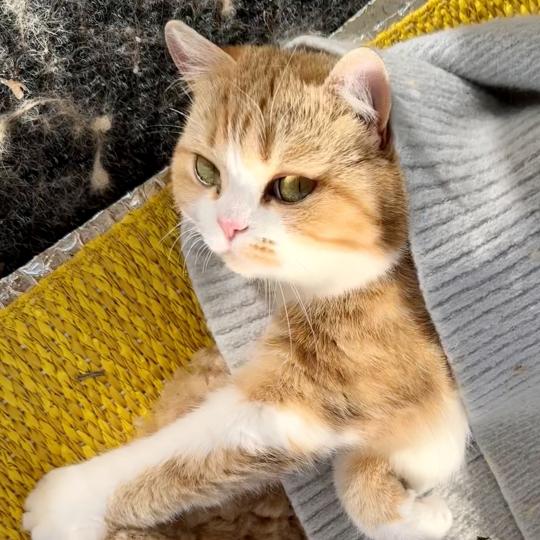 Onyx Female British Shorthair