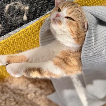 cat British Shorthair chocolate golden blotched tabby bicolor Onyx NO*Superpusen