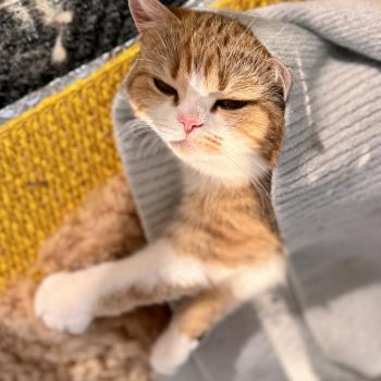 cat British Shorthair chocolate golden blotched tabby bicolor Onyx NO*Superpusen