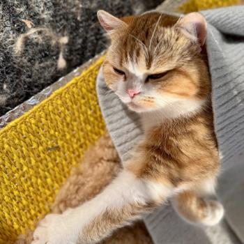 cat British Shorthair chocolate golden blotched tabby bicolor Onyx NO*Superpusen