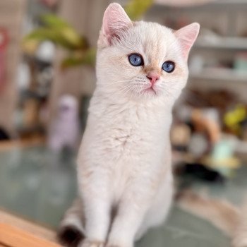 kitten British Shorthair seal golden spotted tabby point Pax NO*Superpusen kitten British Shorthair seal golden spotted tabby point Pax NO*Superpusen