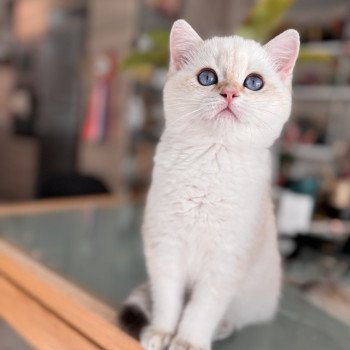 kitten British Shorthair seal golden spotted tabby point Pax NO*Superpusen kitten British Shorthair seal golden spotted tabby point Pax NO*Superpusen