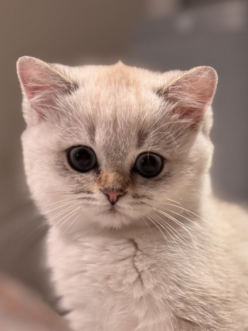 Qarma Female British Shorthair