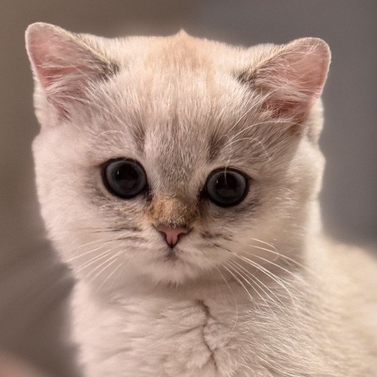 Qarma Female British Shorthair