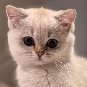 kitten British Shorthair seal golden ticked tabby point Qarma NO*Superpusen