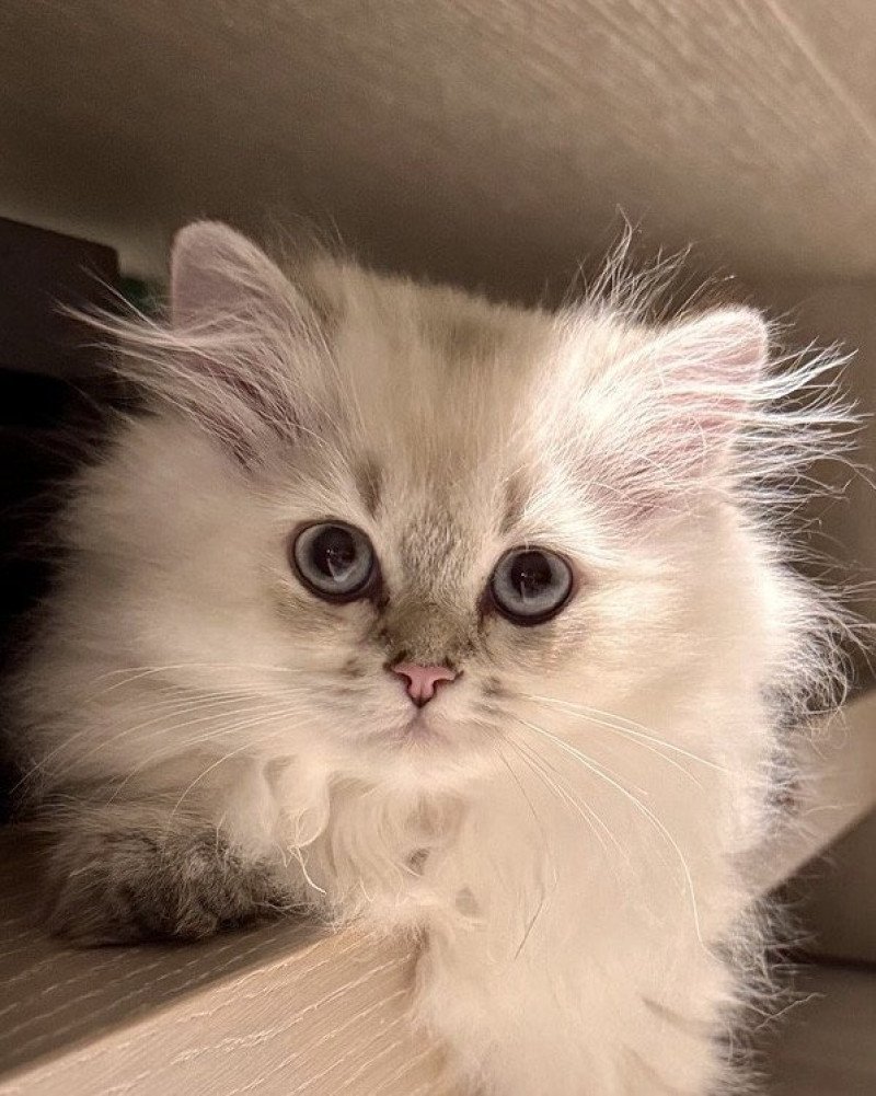 Qurre Male British Longhair