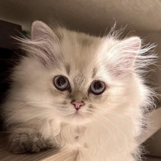 Qurre Male British Longhair