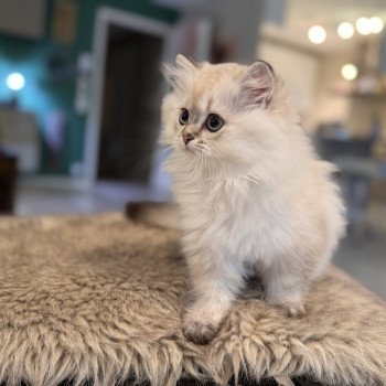 kitten British Longhair seal golden shaded point Qurre NO*Superpusen kitten British Longhair seal golden shaded point Qurre NO*Superpusen